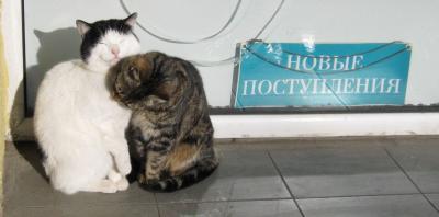 Прикрепленное изображение: 2CAT_NY.jpg